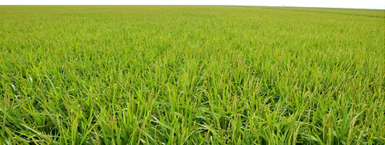 農藥超污91视频